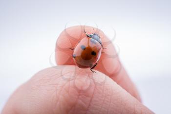 Beautiful photo of red ladybug walking on a child hand