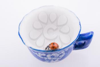 Beautiful photo of red ladybug walking on a cup