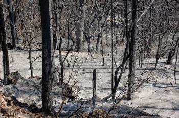Burned trees on a mountain after a forest fire.