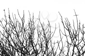 Leafless tree branches silhouette background. Black and white.