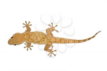 Small gecko reptile lizard against a white background.