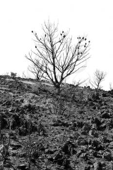 Charred pine tree silhouette after a forest fire. Black and white.