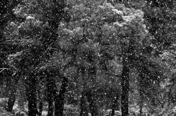 Falling snow storm in pine tree forest. Black and white.
