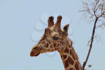 Baringo giraffe endangered camelopardalis species native to Uganda and Kenya. Animal head closeup.