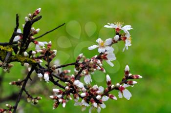 Blooming almond tree branch with buds and flowers after the rain.