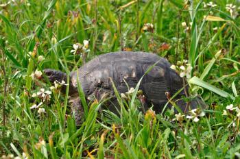 Turtle among blooming wild flowers and green grass. Spring background.