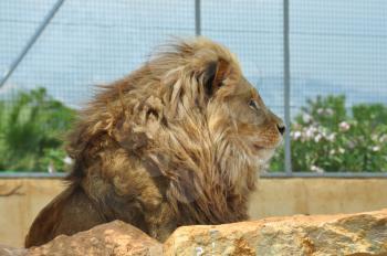 Southwest African lion adult male in captivity. Wild animal behind rocks.