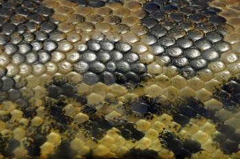 Yellow anaconda snake skin covered in textured scales animal background closeup.