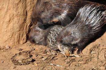  Indian crested porcupine family resting on a hot sunny day.