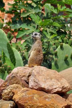 Meerkat upright on rear legs. Small suricate animal standing guard.