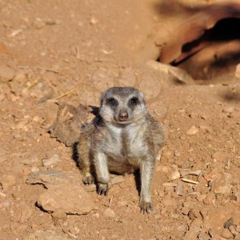Closeup of meerkat small suricate funny animal.