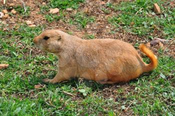Prairie dog rodent on grass. Animal in natural environment.