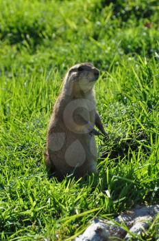 Black tailed prairie dog rodent animal standing on hind legs.