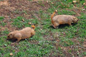 Prairie dog rodents feeding on grass. Animals in natural environment.