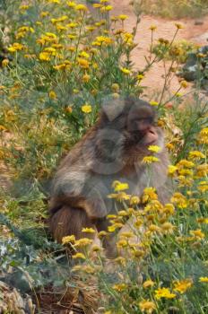 Macaque monkey among blooming yellow flowers wild animal and spring nature. Textured paint style effect.