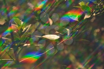 Plant photosynthesis abstract prism light reflections on sunny spring day.