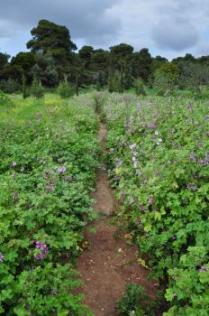 Trail through field of purple flowers. Spring landscape.