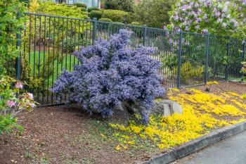 A view of a blooming blue California Lilac.