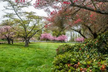 A veiw of trees and flowers at Hamilton Viewpoint Park in West Seattle, Washington.