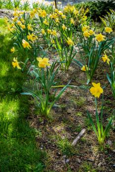 A view of a garden of Daffodils.