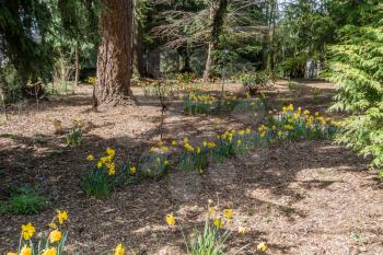 A voew of a garden with many Daffodils in bloom.
