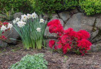 A veiw of white Daffodils and red Azaleas in front of a rock wall.