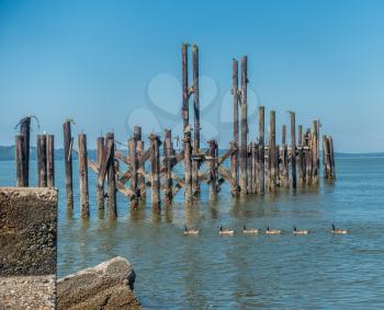 A line of ducks swims past decayed pilings in Ruston, Washington near Tacoma.