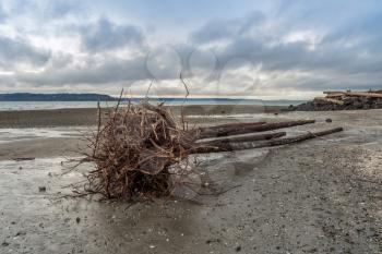 A cluster of roots stands out on a driftwood tree at Saltwater State Park in Des Moines, Washington.