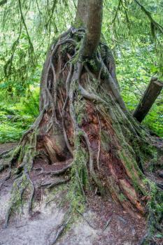 Root are uncovered in a tree is the Pacific Northwest.