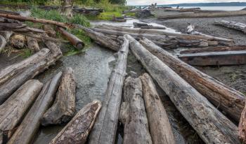 Closeup shot of driftwood logs along the shore at Seahurst Beach in Burien, Washington.