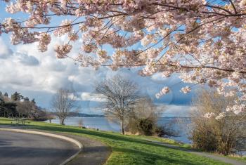 Cherry blossoms are in bloom along Lake Washington in Spring.