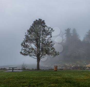 A lone tree stands in the midst of fog in Des Moines, Washington