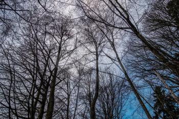 A view from beneath bare winter trees in the Pacific Northwest.