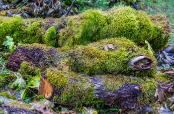 Green moss covers deadwood logs in the Pacific Northwest.