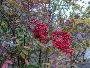 Closeup shot of red winter berries in Seatac, Washington.