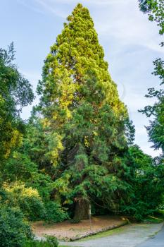 A giant Sequoia tree grows at the Seattle Arboretum.
