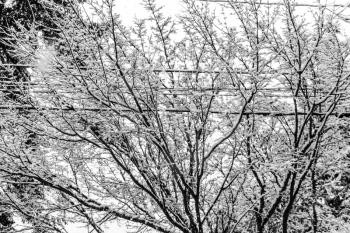 Snolw clings to bare branches that surround wires.