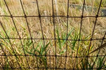 Closeup shot of a wire fence with dry grass in the background.