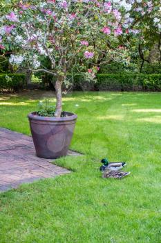 Two ducks site near a planted flower bush.