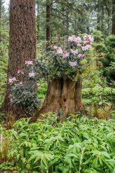 Rhododendron flowers grow out of a tree trunck in Tacoma, Washington.