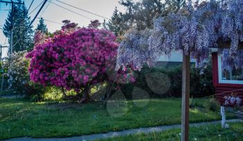 A view of a blooming Wisteria and Rhododendron plants in a front yard in Burien, Washigngton.