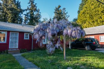 A view of a blooming Wisteria plant in a front yard in Burien, Washigngton.