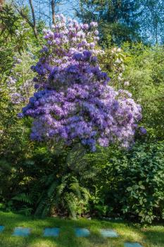 Giant purple Rhododendron. The Washington State flower.