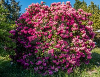 The state flower of Washington grows big in Burien, Washington.