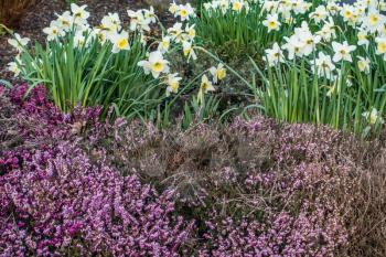 Macro shot of heather and daffodils.