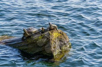 Three turtle sit on a log at Gene Coulon Park in Renton, Washington.