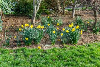 Yellow Daffodils bloom in srping time.