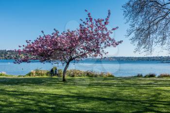 A vuew of a Chrrry Tree on the shore of Lake Washington at Seward Park.
