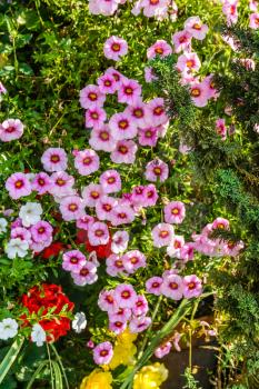 A background shot of small mostly pink flowers.