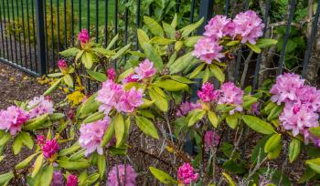 Pink Rhododendron flowers are in fll bloom by this metal fence.